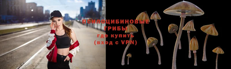 купить наркотики сайты  Козьмодемьянск  Псилоцибиновые грибы Psilocybe 